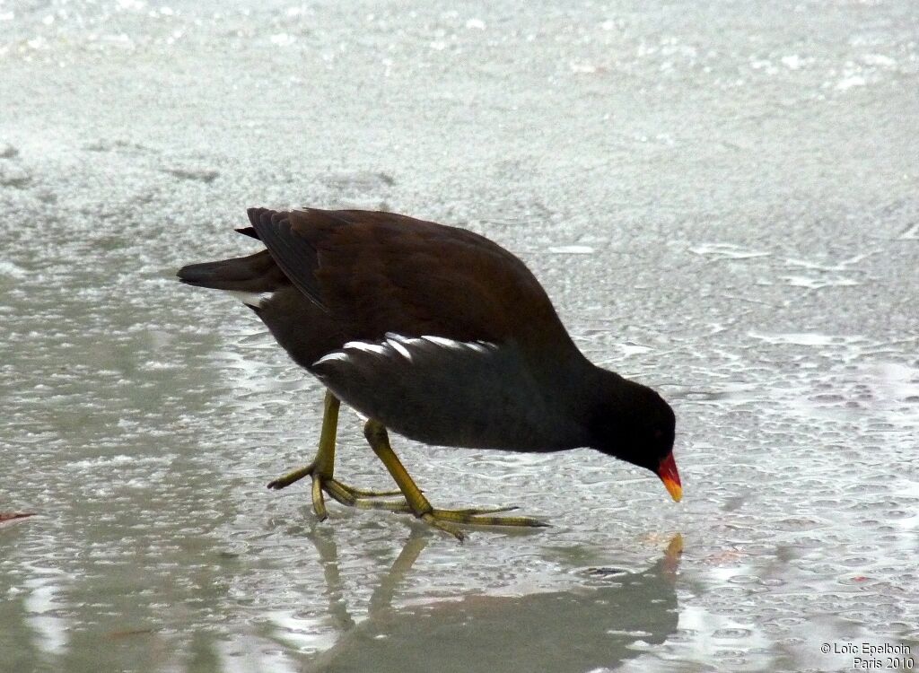 Gallinule poule-d'eau