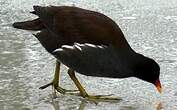 Gallinule poule-d'eau