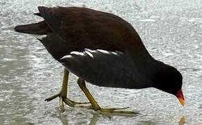 Gallinule poule-d'eau