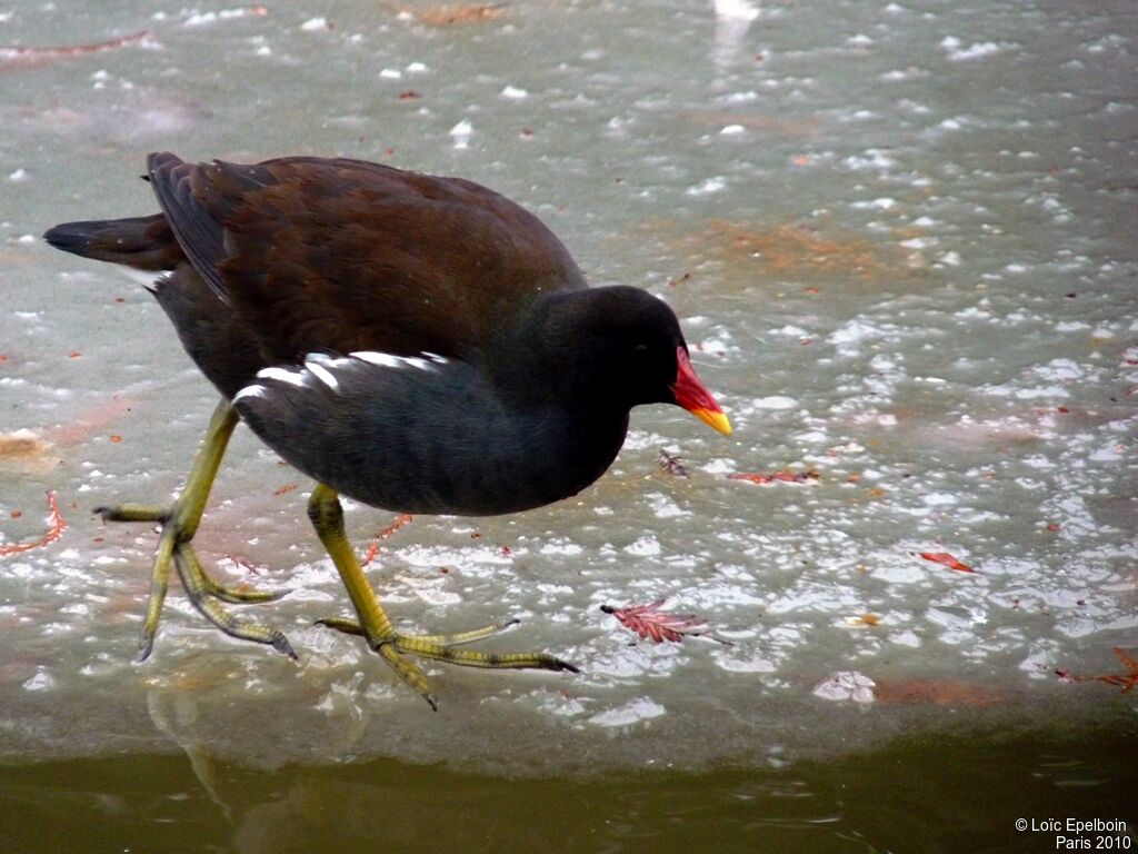 Gallinule poule-d'eau