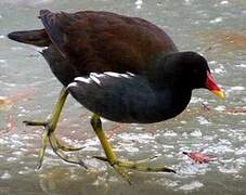 Common Moorhen