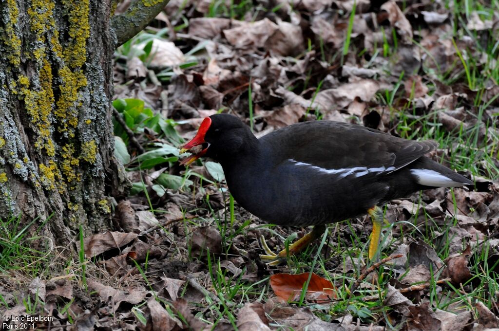 Gallinule poule-d'eau