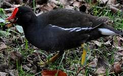 Gallinule poule-d'eau