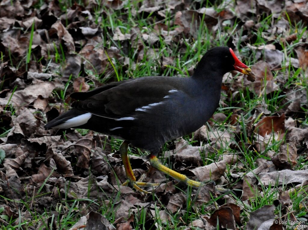 Common Moorhen