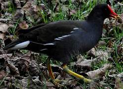 Common Moorhen