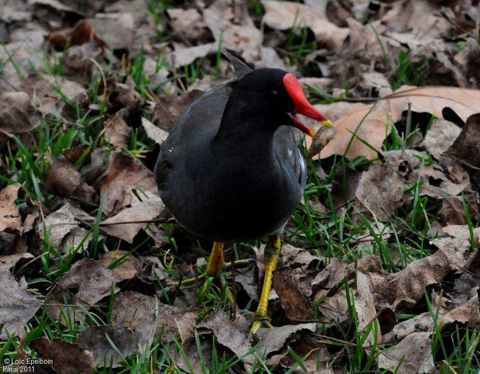 Gallinule poule-d'eau