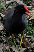 Gallinule poule-d'eau