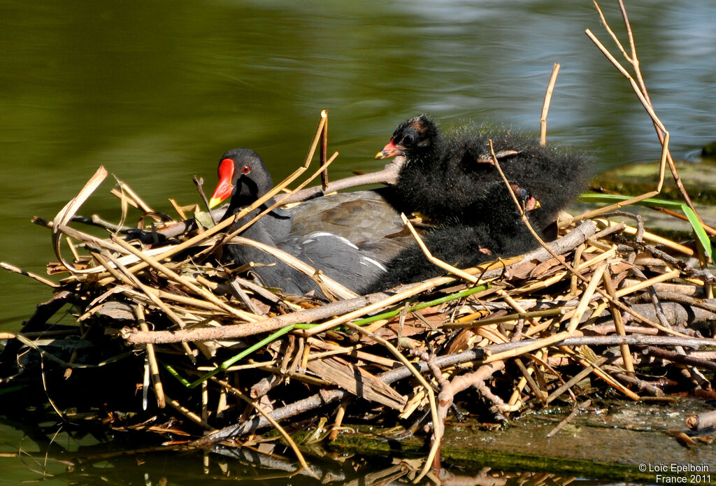 Gallinule poule-d'eau