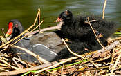 Gallinule poule-d'eau