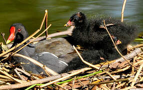 Common Moorhen