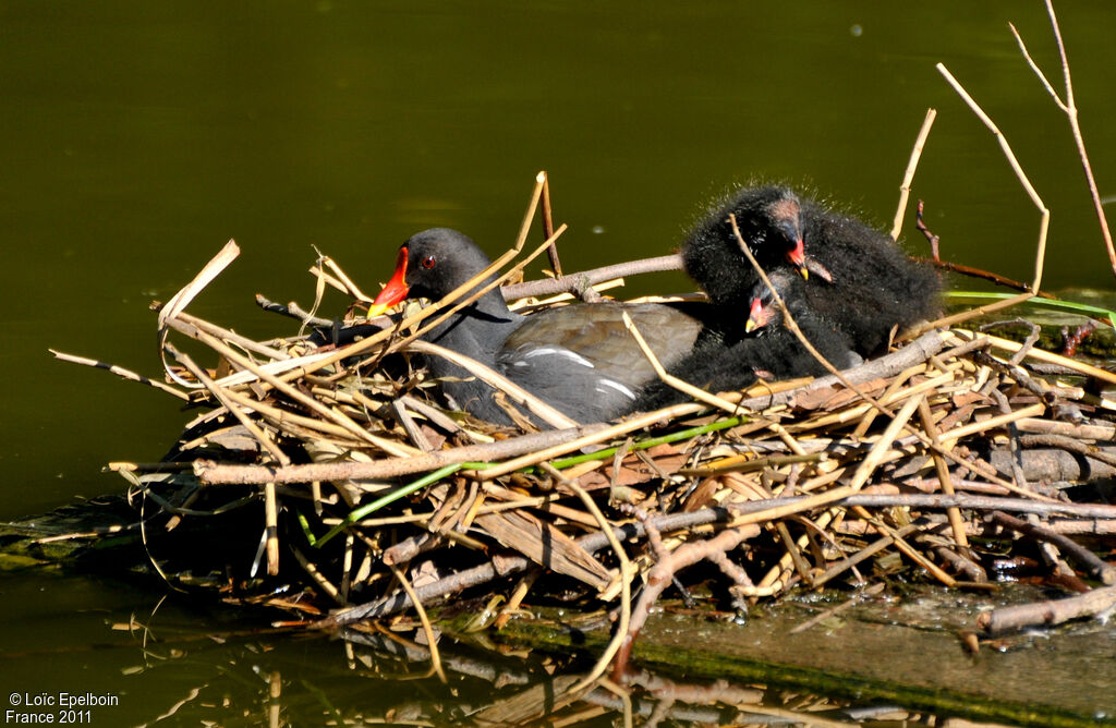 Gallinule poule-d'eau