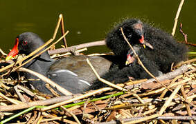 Gallinule poule-d'eau