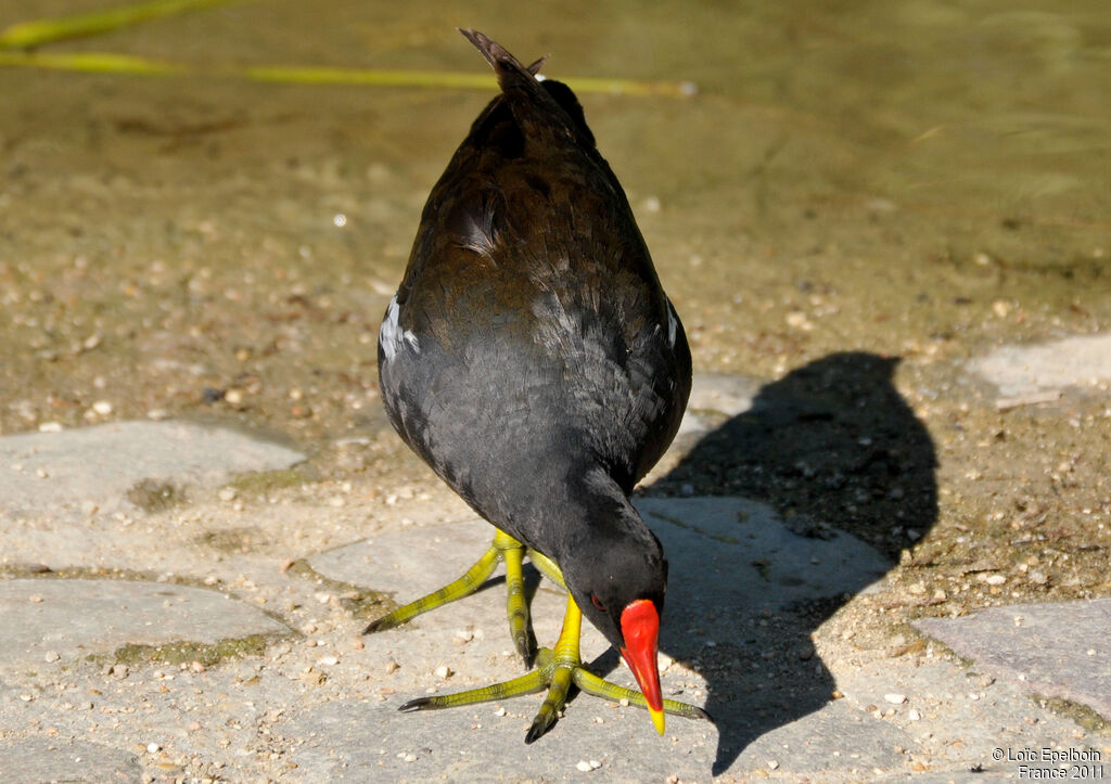 Common Moorhen