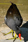 Gallinule poule-d'eau