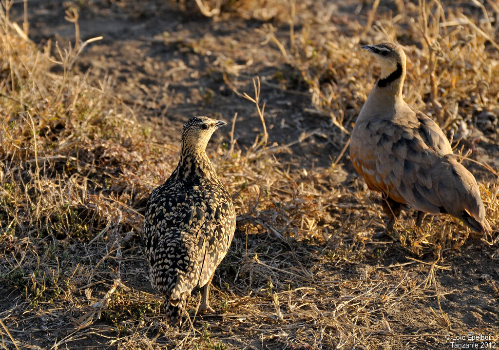 Yellow-throated Sandgrouse