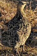 Yellow-throated Sandgrouse