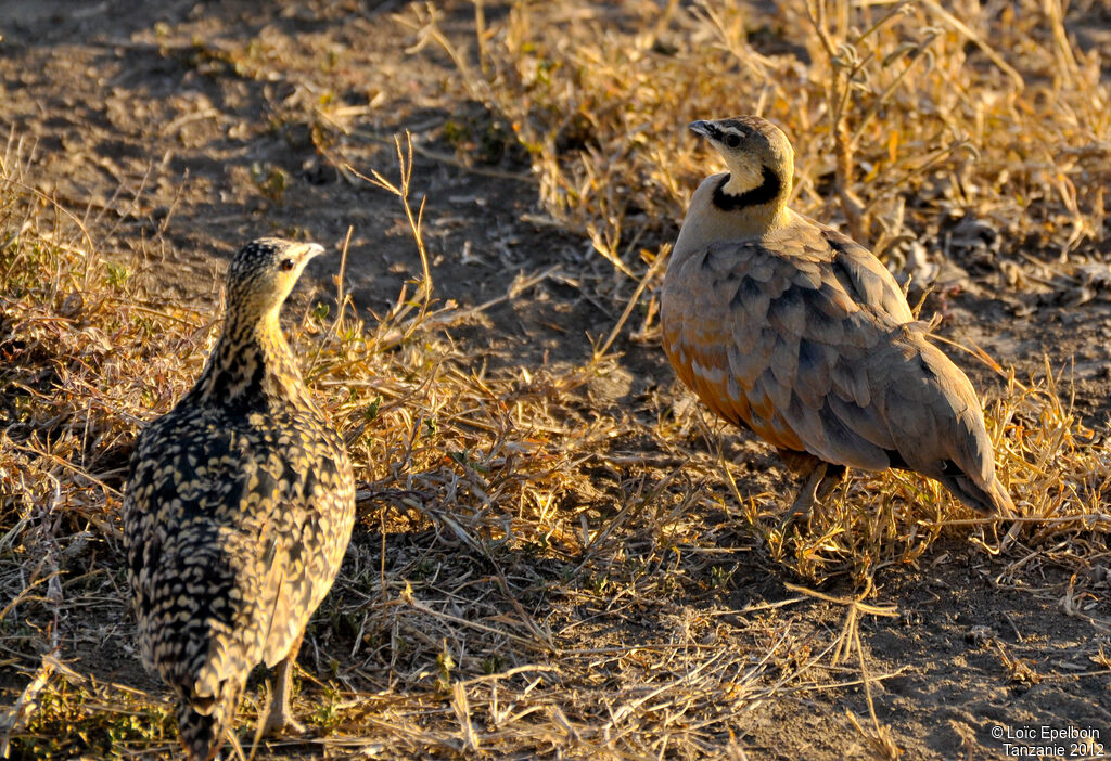 Yellow-throated Sandgrouse