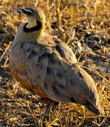 Yellow-throated Sandgrouse