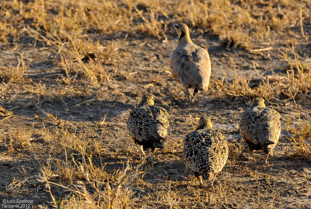 Yellow-throated Sandgrouse