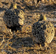 Yellow-throated Sandgrouse