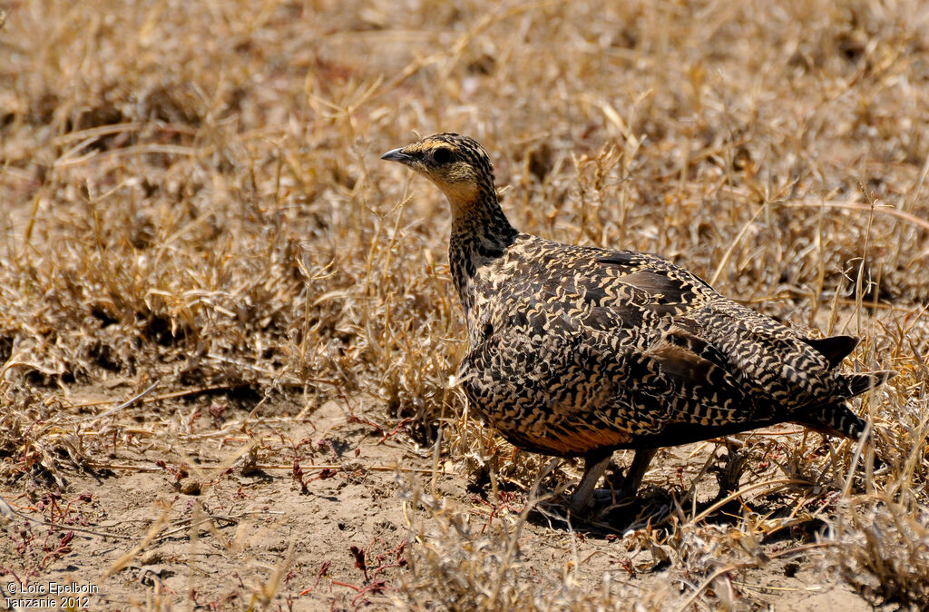 Yellow-throated Sandgrouse