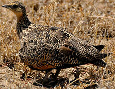 Yellow-throated Sandgrouse