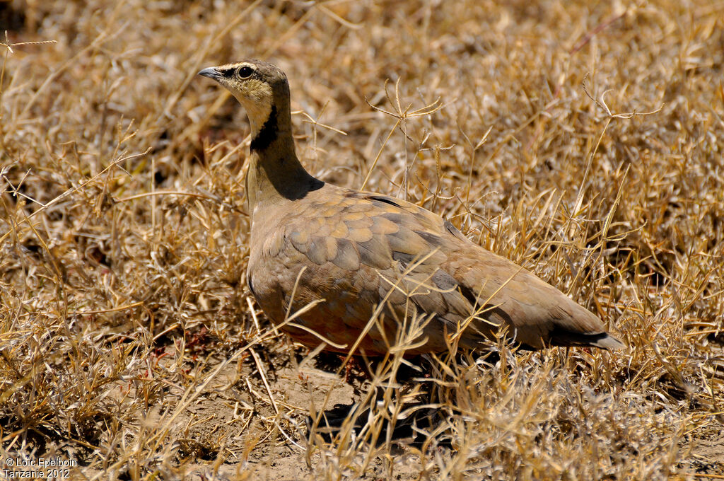 Yellow-throated Sandgrouse