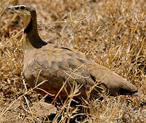 Yellow-throated Sandgrouse