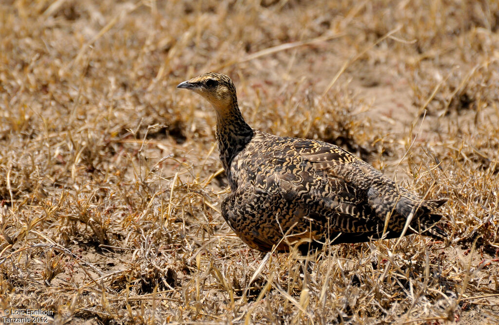 Yellow-throated Sandgrouse