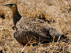 Yellow-throated Sandgrouse