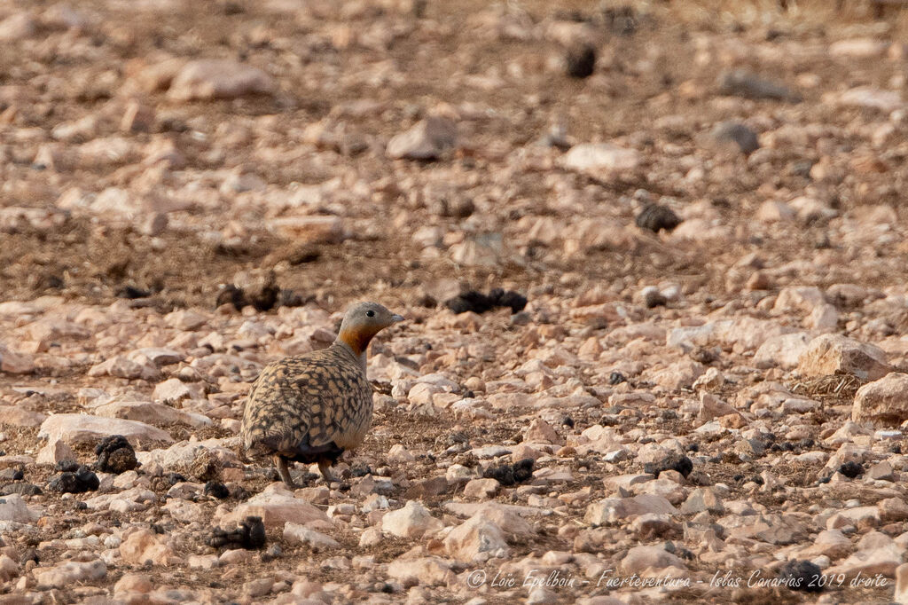 Black-bellied Sandgrouse