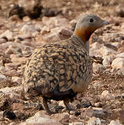 Black-bellied Sandgrouse