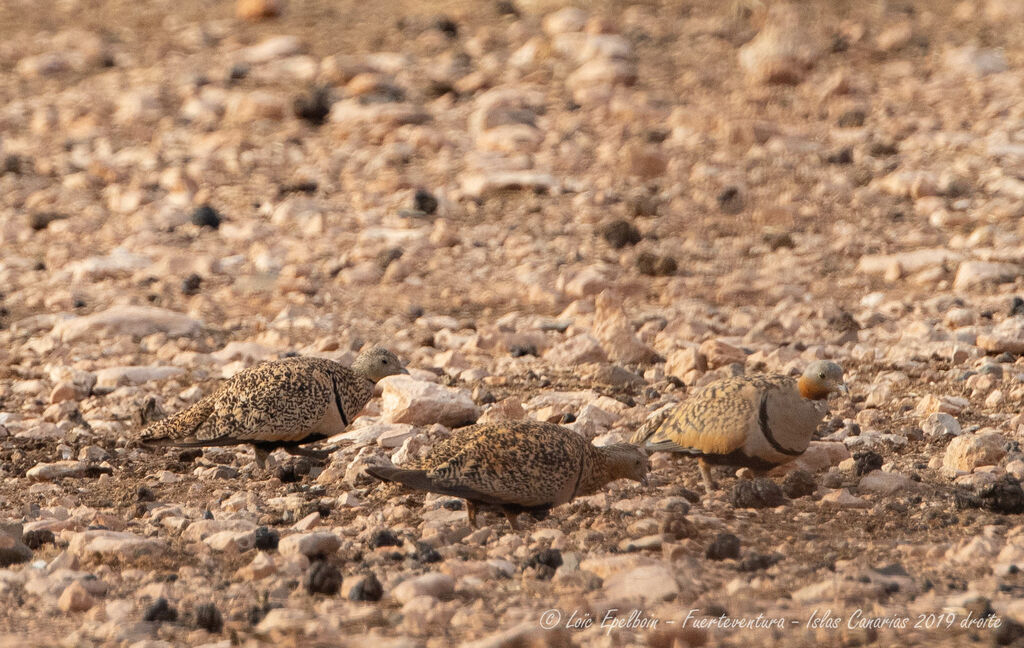 Black-bellied Sandgrouse