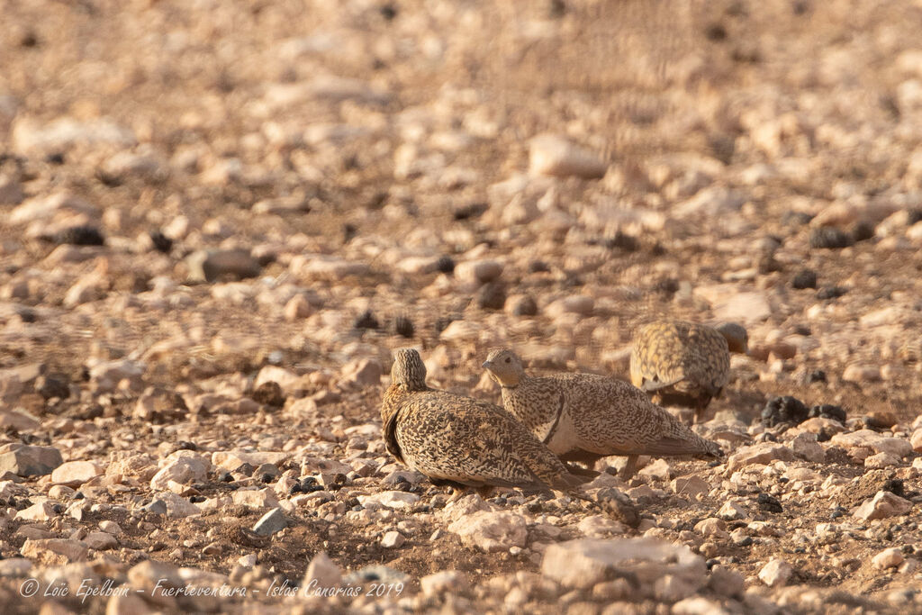 Black-bellied Sandgrouse