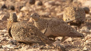 Black-bellied Sandgrouse