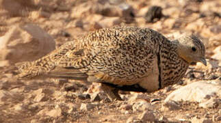 Black-bellied Sandgrouse