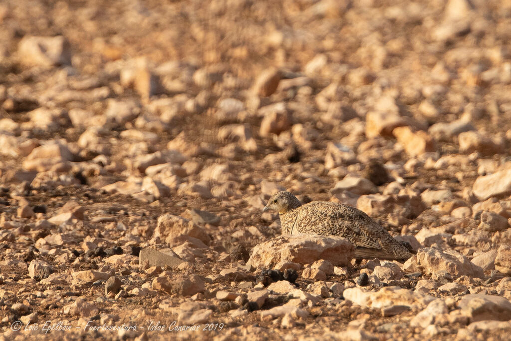 Black-bellied Sandgrouse