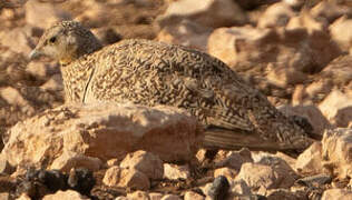 Black-bellied Sandgrouse