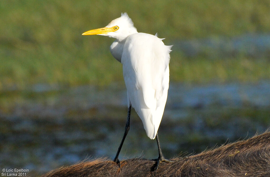 Eastern Cattle Egret