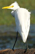 Eastern Cattle Egret