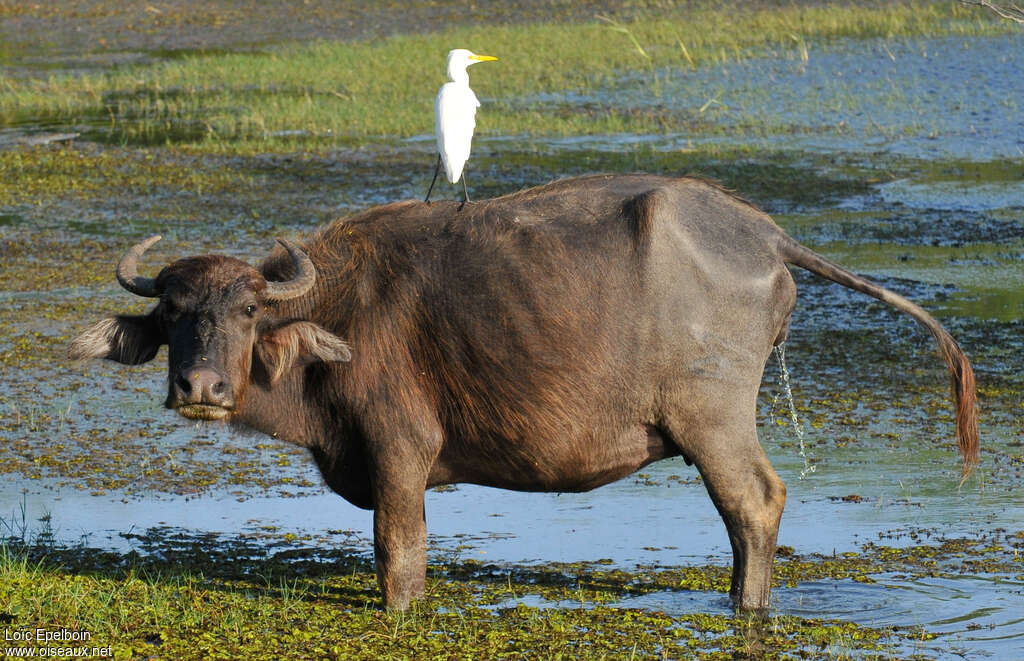 Garde-boeufs d'Asieadulte internuptial, habitat