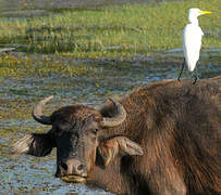 Eastern Cattle Egret