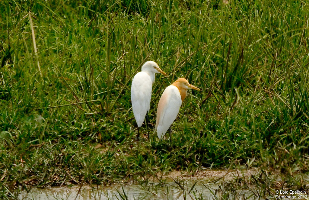 Eastern Cattle Egret