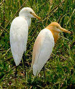 Eastern Cattle Egret