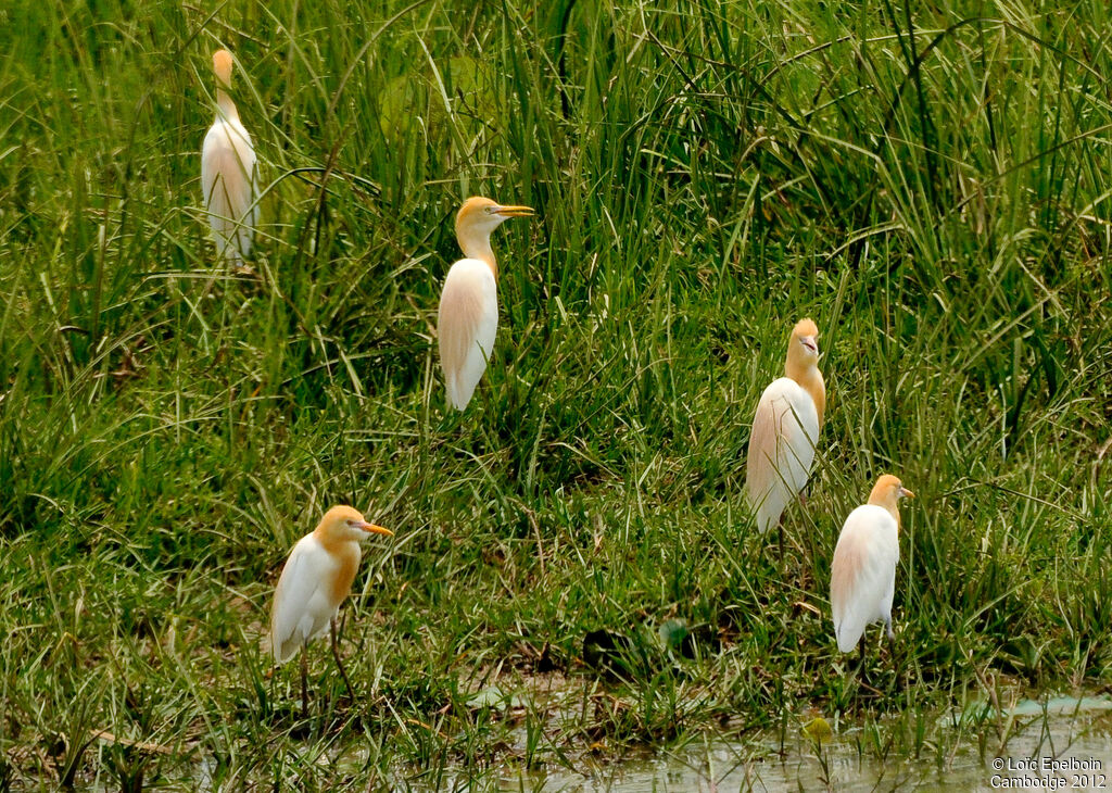 Eastern Cattle Egret