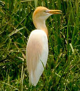 Eastern Cattle Egret