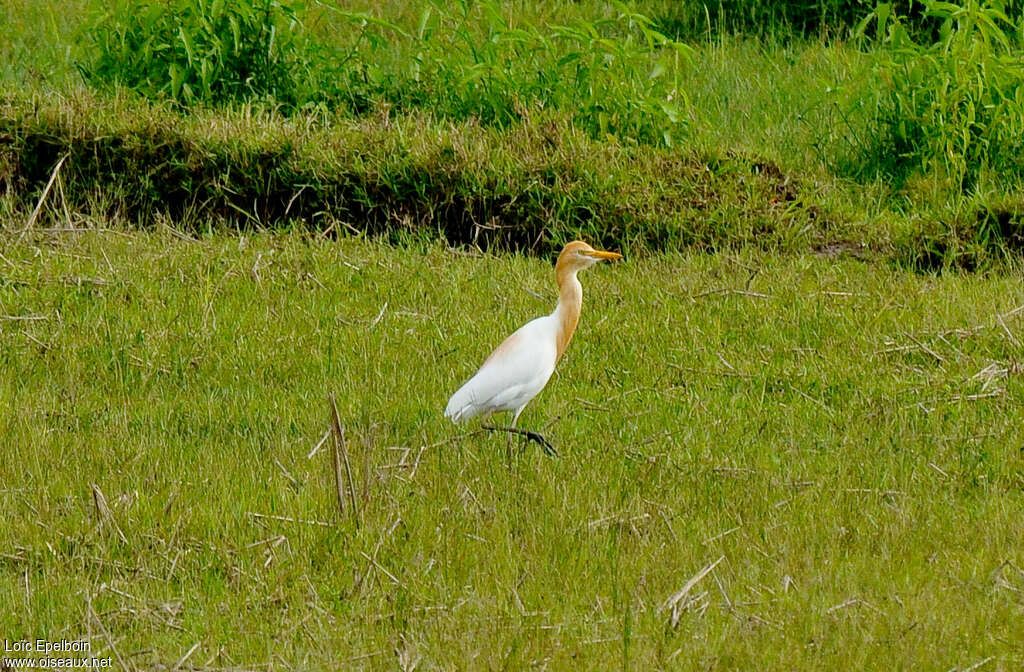 Eastern Cattle Egretadult breeding, habitat, pigmentation, walking