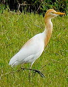 Eastern Cattle Egret