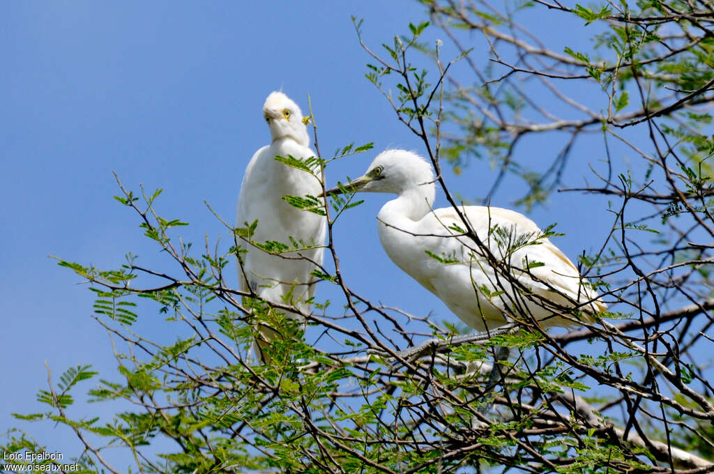 Eastern Cattle Egretjuvenile, identification