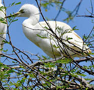 Eastern Cattle Egret